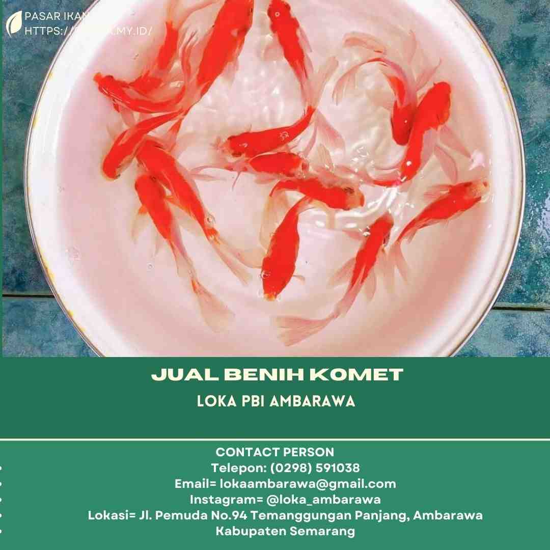 3IXlFobHXmaZIS2I2kW8HhQfu87exMklpn4zpjDv.jpg
